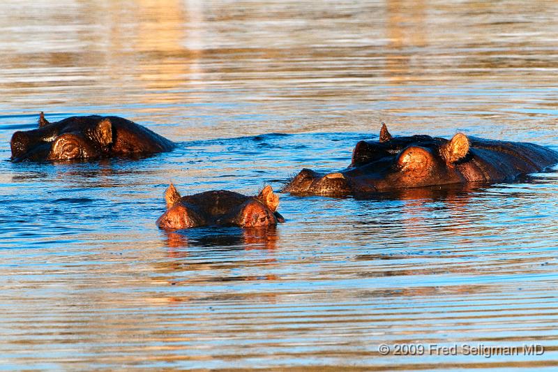 20090616_090443 D300 (1) X1.jpg - The hippo closes its nostrils when submerging